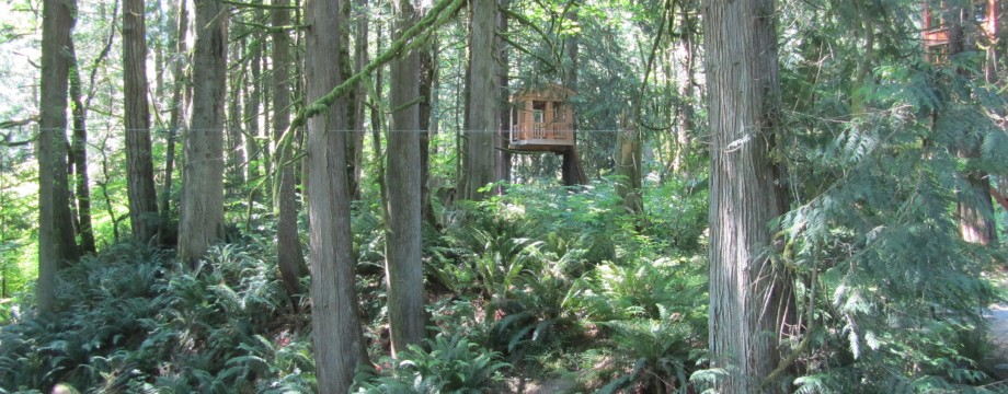 treehouse point