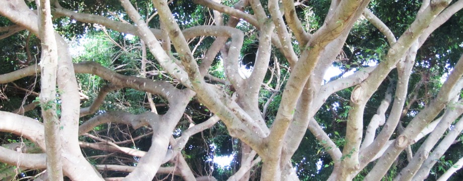 kauai trees