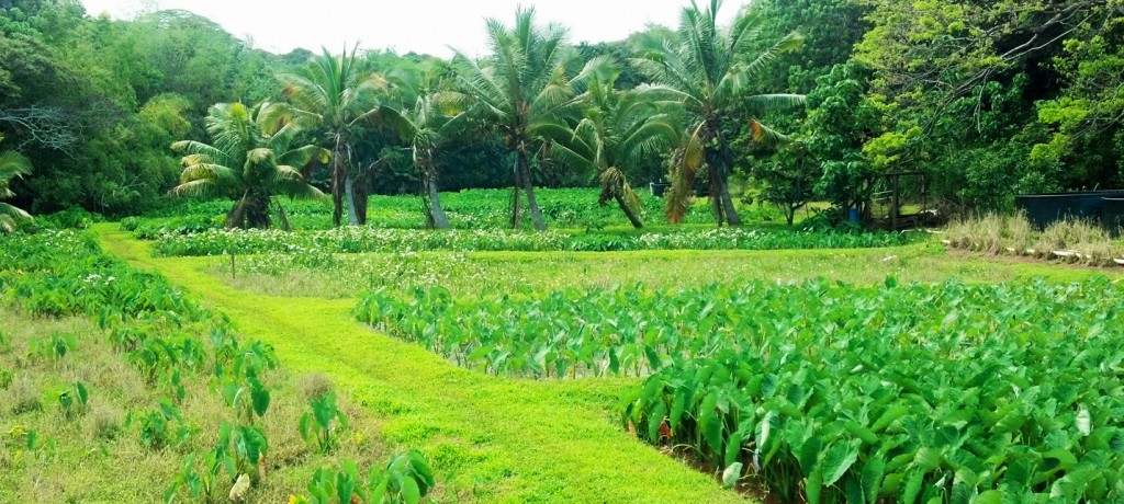 Don Heacock's Kauai Farm